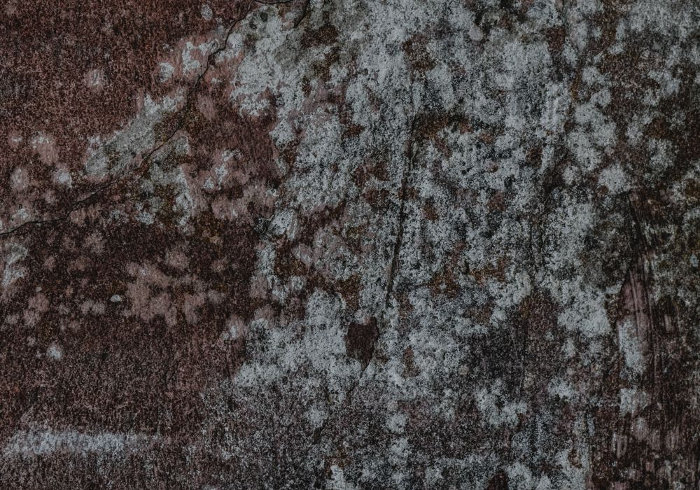 Mold Remediation service in Allentown, PA
